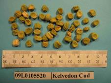 Click for 1 image(s) for this accession. Image